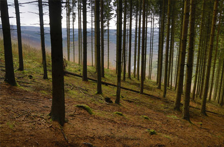 Reemplazando Bosques