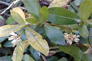 Confirmada per primer cop a Catalunya la presència d'una de les plantes aquàtiques invasores de major amenaça sobre el medi natural a nivell mundial