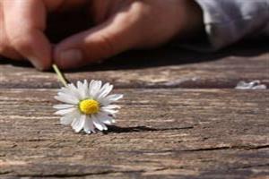 El Ayuntamiento pone a disposición de los vecinos la leña procedente de la limpieza del monte