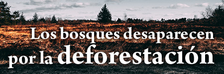 Los bosques desaparecen por la deforestación