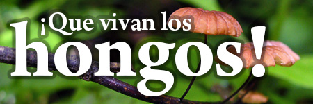 ¡Que vivan los hongos!