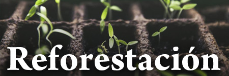 Reforestemos